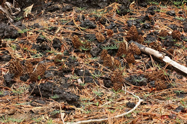 Morchella sextelata